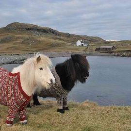 shetlandponiesfairislejumpersimgur3