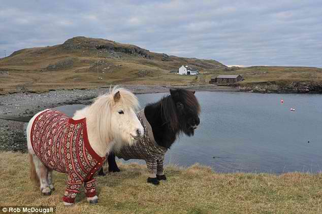 shetlandponiesfairislejumpersimgur3