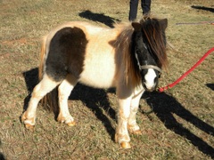 shortstuffminipony