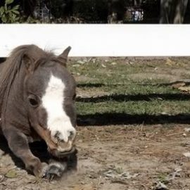 smallhorse