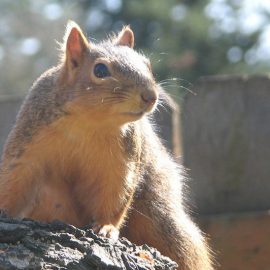 Squirrel