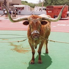 TexasBull