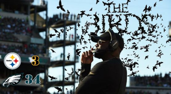 birds