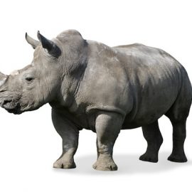rhino