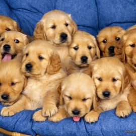 puppies2