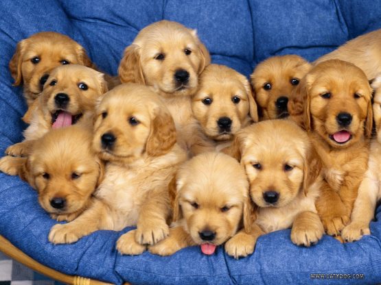 puppies2