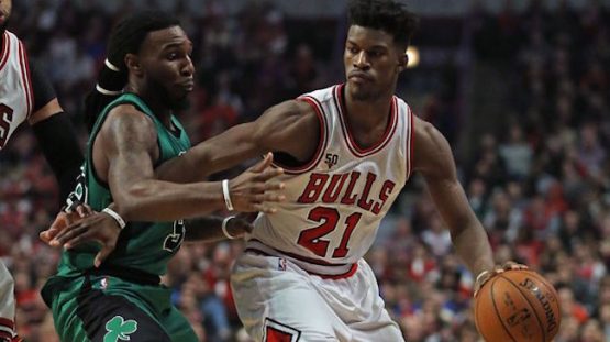 bulls