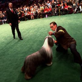 Champion Dogs Compete At Westminster Dog Show
