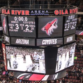 Coyotes