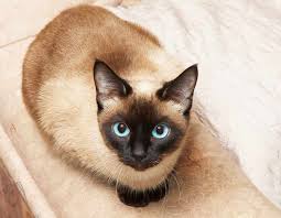 acat