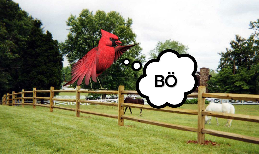BO