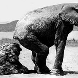 elephantDung