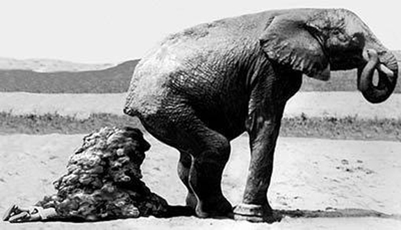 elephantDung