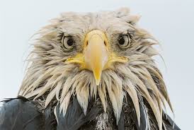 aeagles