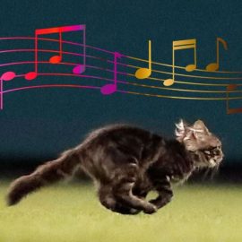 RALLYCAT SONG