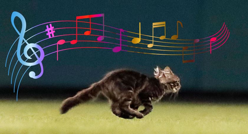 RALLYCAT SONG