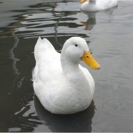 Duck-feathers