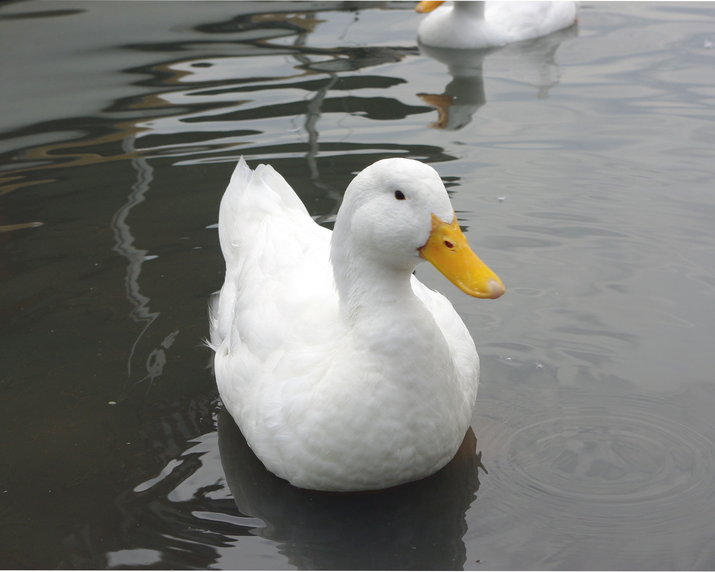 Duck-feathers