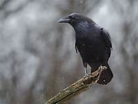 silentraven