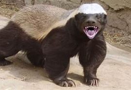 honeybadger