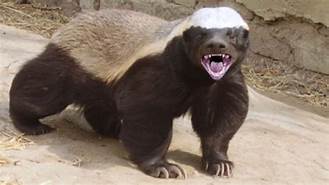 honeybadger