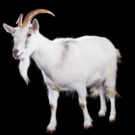 Goat