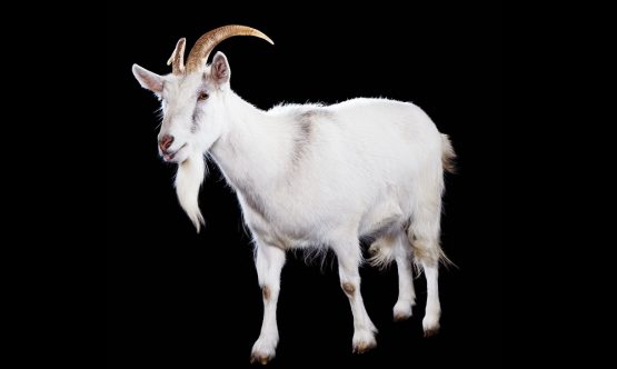 Goat
