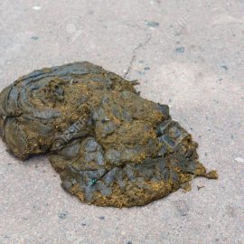 Cow dung, manure lies on the asphalt background