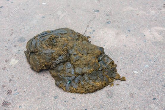 Cow dung, manure lies on the asphalt background