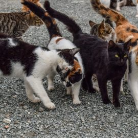 cats-2009175_1920-1080x675
