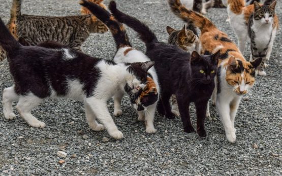cats-2009175_1920-1080x675
