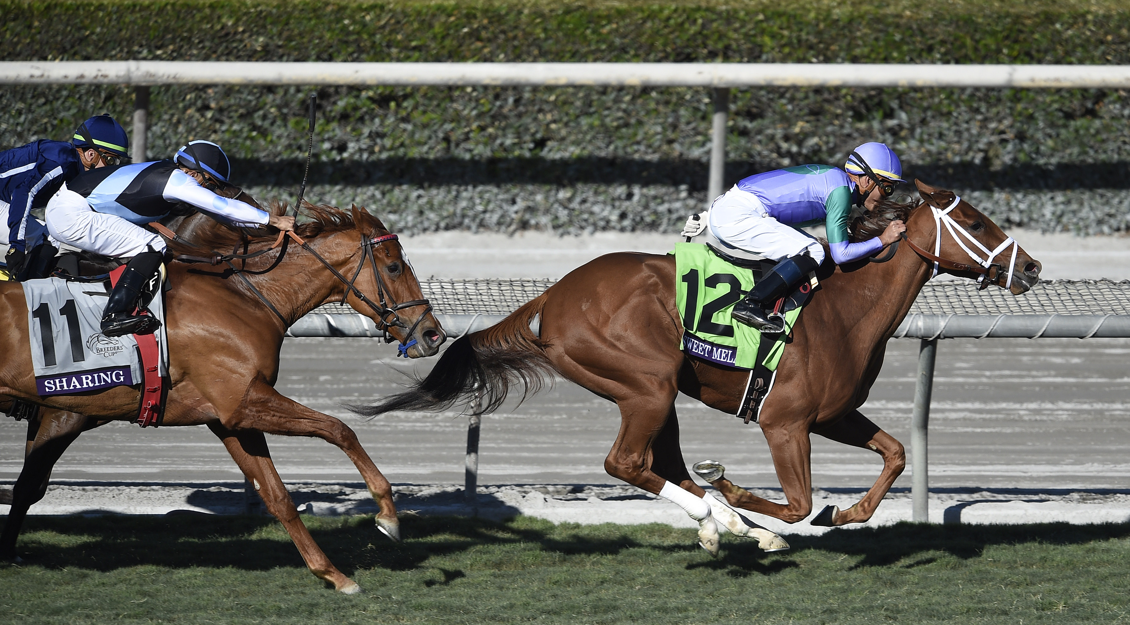 Most expensive horseraces in the UK and the USA