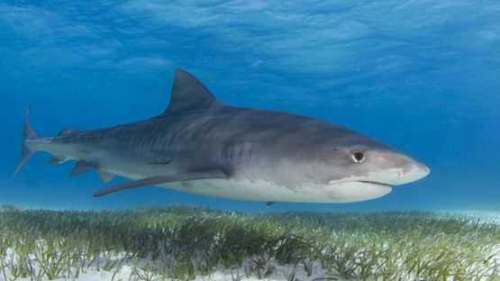 Shark