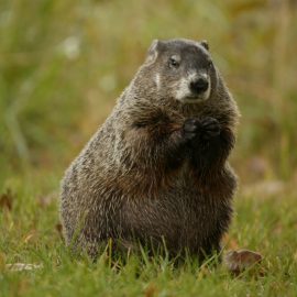 Woodchuck