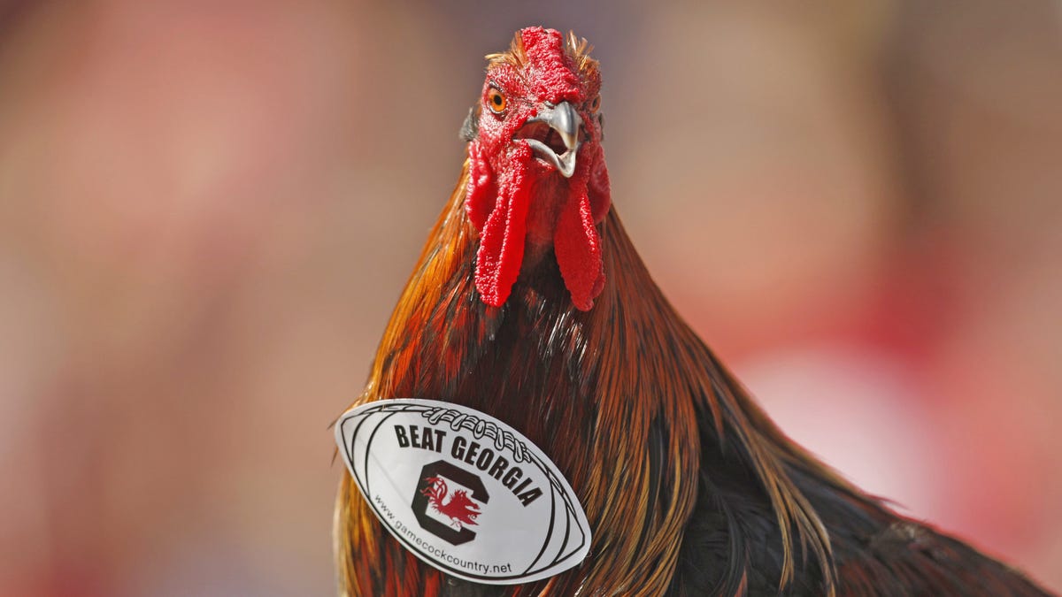 the general gamecocks mascot