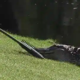 GATOR CADDIE