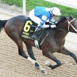 Angel of Empire Odds, Jockey, Trainer, Owner, Pedigree, Equibase Speed Figure, & Horse Racing Stats