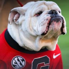 uga 2