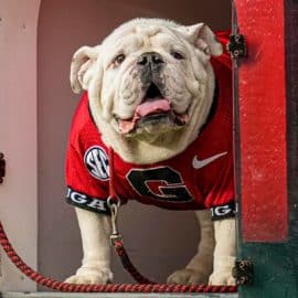 uga 5
