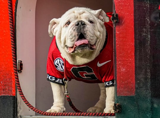 uga 5