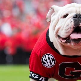 uga the bulldog