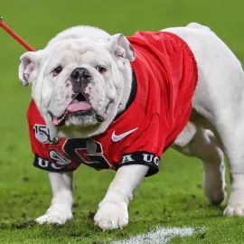 uga 7