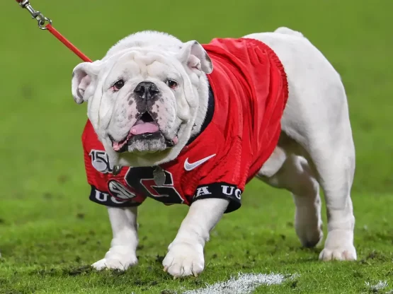 uga 7