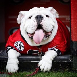 uga 8