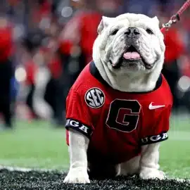 uga x